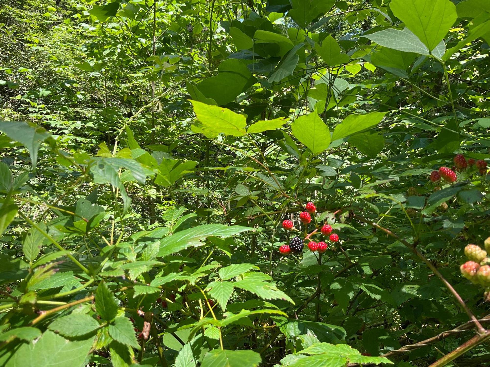 Tallulah Gorge Retreat Lakemont Esterno foto